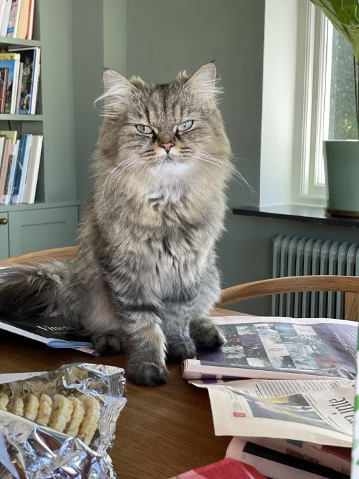 Fluffig grå katt som sitter på ett bord med tidningar och tittar in i kameran.