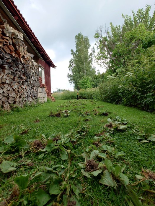 Uppryckta ogräs plantor på en gräsmatta med en vedstapel och husfasad i bakgrunden.