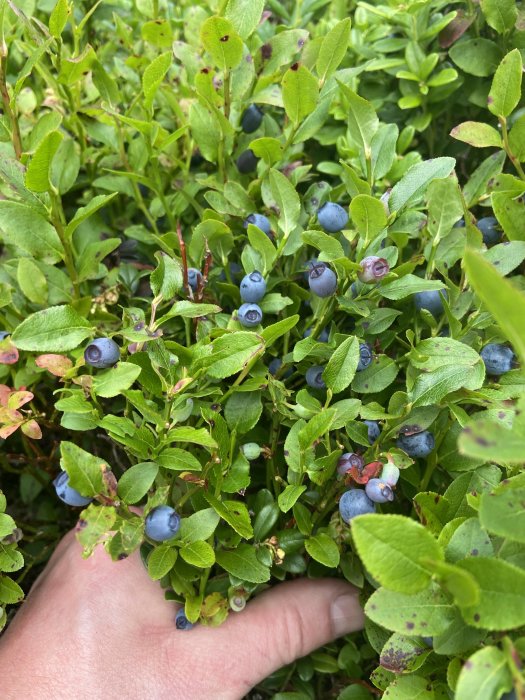 En hand som plockar blåbär från en grön buske.