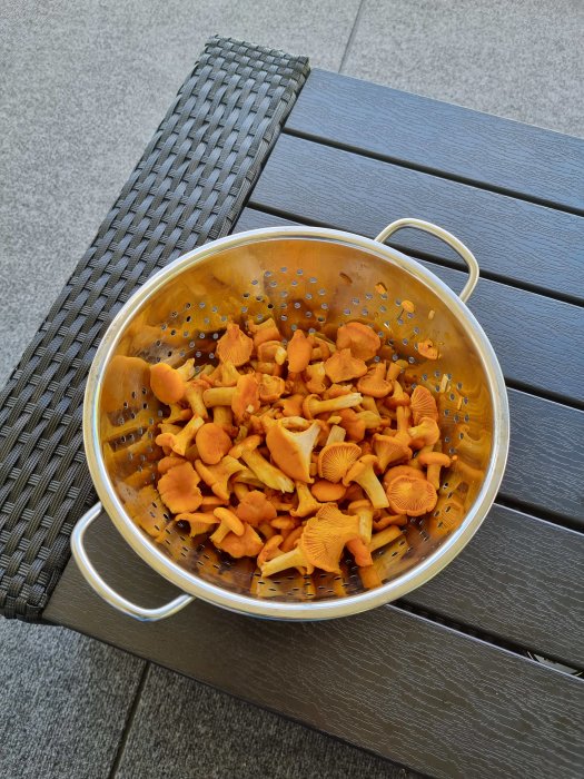 Färskplockade kantareller i en durkslag på ett träbord utomhus.