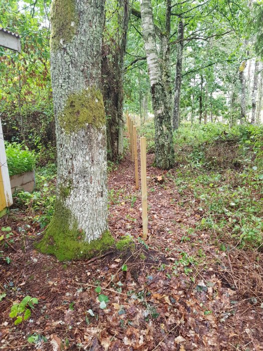 Röjd skogsmark med nyuppsatta stolpar för staket nära stora träd och buskage.
