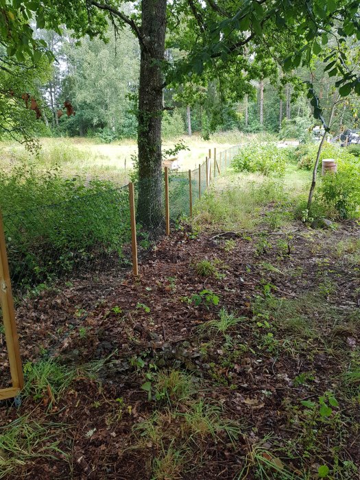 Nyröjd trädgård med nyinstallerat staket och borttagen undervegetation i naturskön miljö.