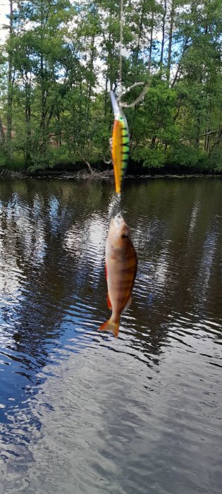 Fisk fångad på krok mot bakgrund av skog och sjö.