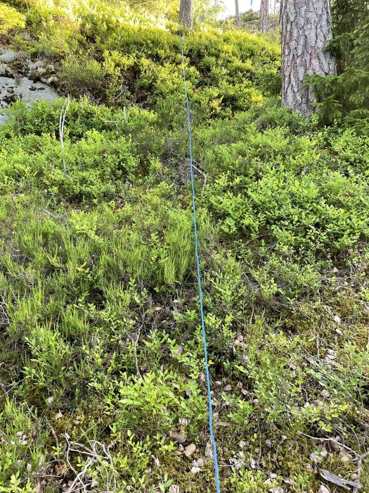 PEM-skyddsslang utlagd i vågor på skogsmark täckt av ljung, mossa och blåbärsris.