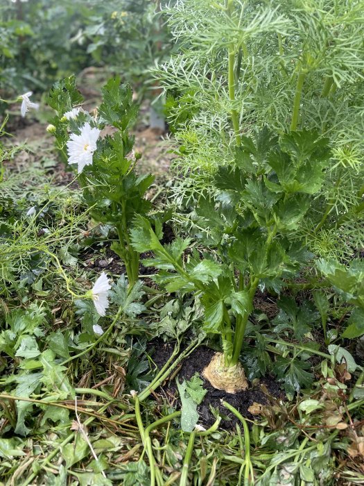 Grönsaksplantor i jord med blomma, troligtvis från en trädgårdsodling, efter att ha bekämpat skadegörare.