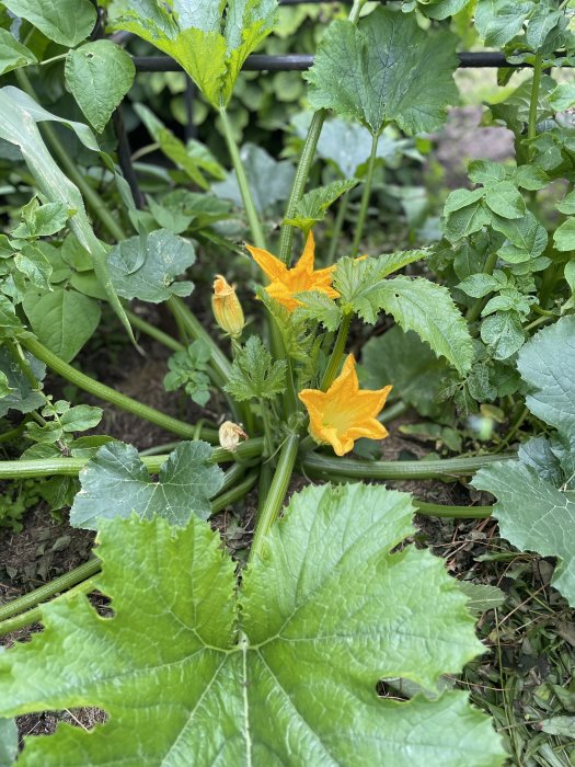 Zucchiniplanta med gul blomma och unga frukter bland gröna blad i trädgården.