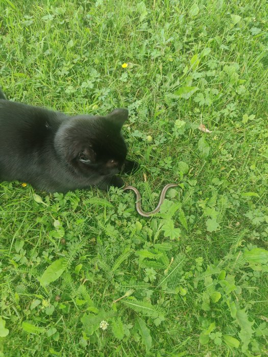 En svart katt tittar nyfiket på en orm i grön gräsmatta.