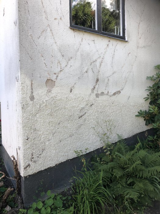 Väggyta med rester av klängväxters märken och små skador på putsen, intill fönster och grönska.