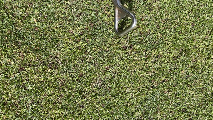 Närbild av gräsmatta med möjlig krypven och en golfklubba i hörnet.