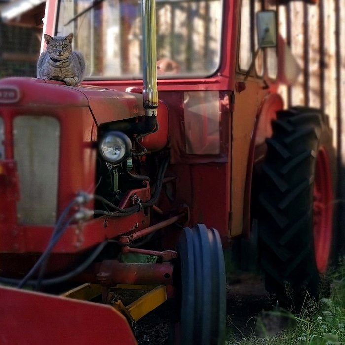 Grå katt vilande på röd traktor med synlig irritation.