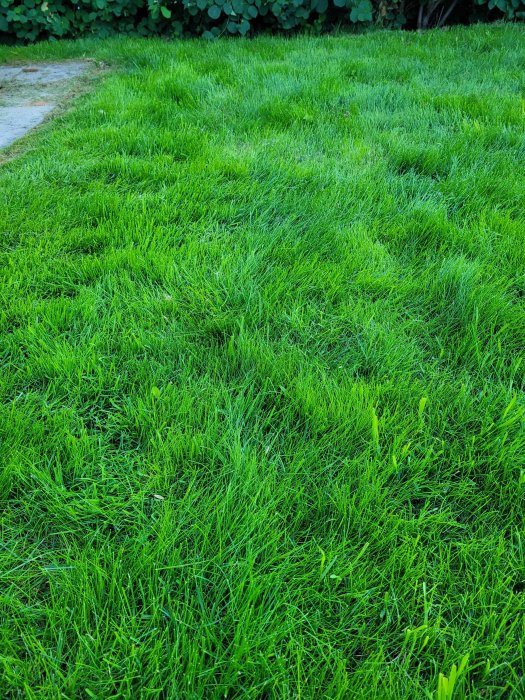 Lush green lawn treated twice with growth medium and fertilized with Substral.