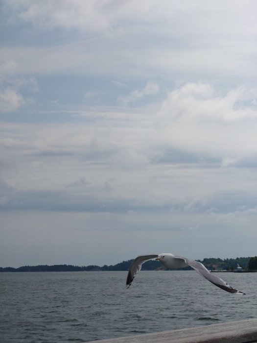 Mås i flykt nära vatten med molnig himmel i bakgrunden.