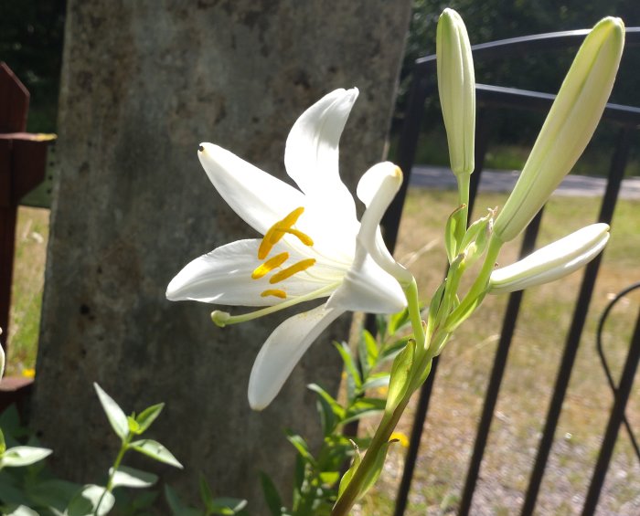 Blommande vit lilja med knoppar mot suddig bakgrund av en grå pelare och gröna blad.