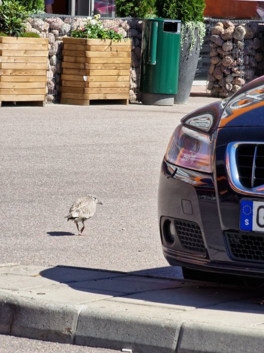 Måsunge som vandrar över en parkering vid byggmarknaden omgiven av bilar och växtlådor.