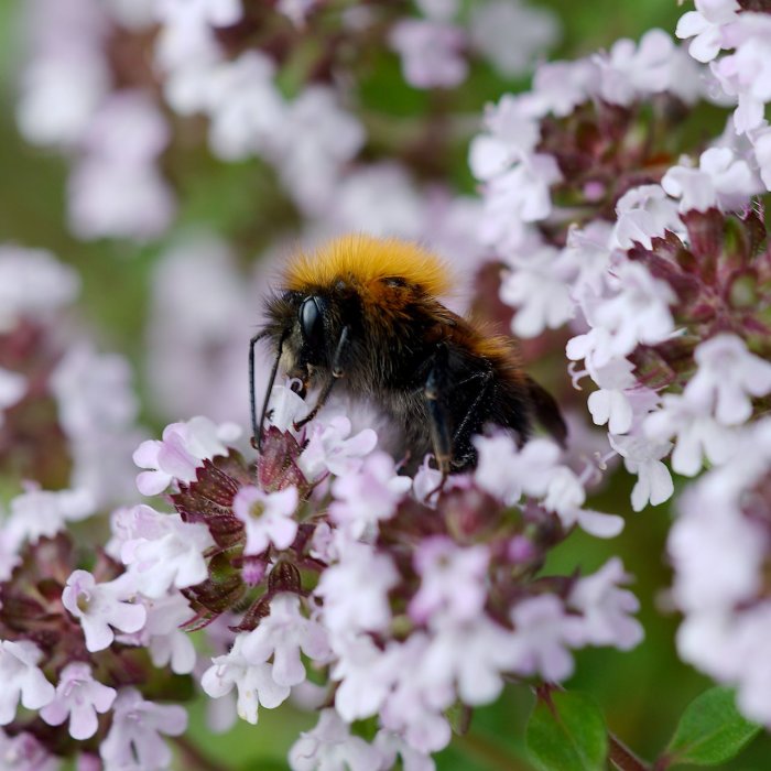 Hushumla, Bombus hypnorum, pollinerar blommor av citrontimjan.