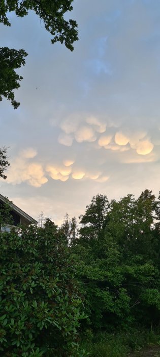 Ovanlig formation av mammatusmoln på kvällshimlen med träd i förgrunden.