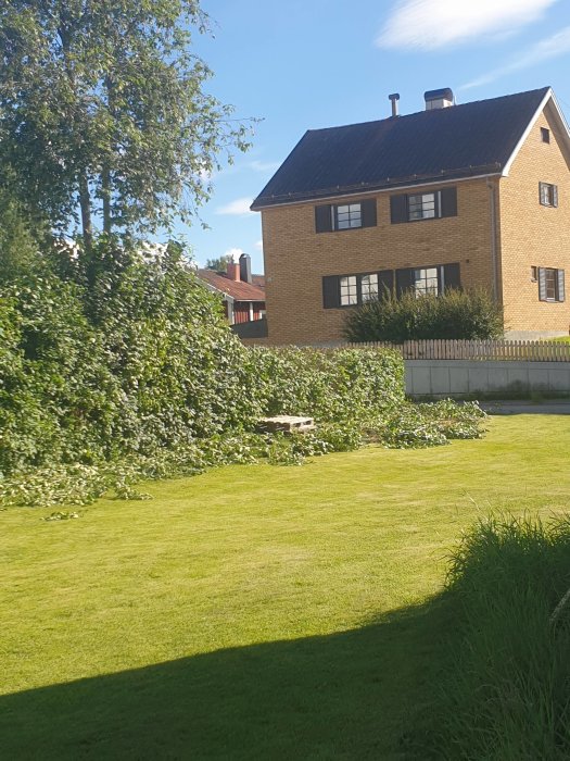 Tjock häck vid villa med beskärningsavfall på gräsmattan.