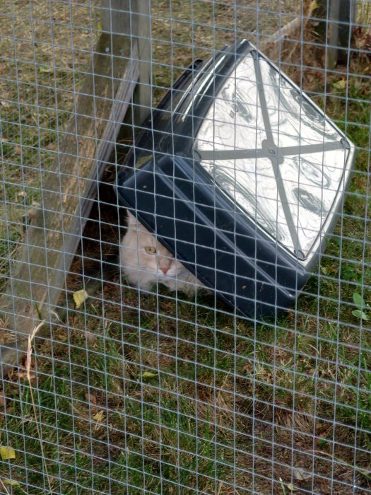 Katt under upp och nervänd genomskinlig paraplyskydd inne i en inhängnad.