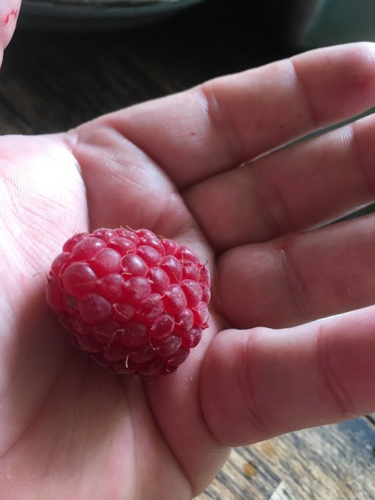 Mogen hallonfrukt i en persons öppna handflata, symboliserar en lyckad skörd.