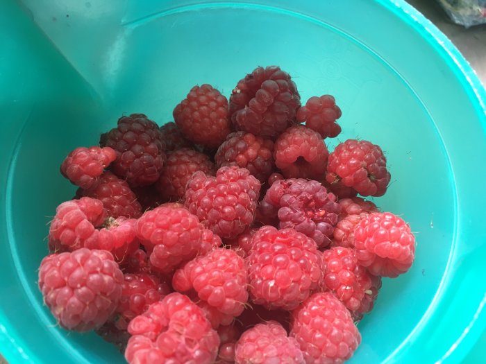 Färska hallon i en turkos plastskål, redo för frysning eller bakning.
