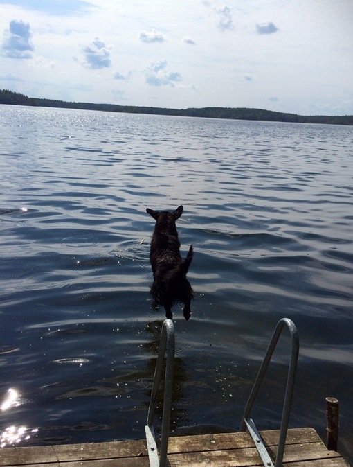 En svart hund hoppar i vatten från en brygga, bakom syns en klarblå himmel och skog.