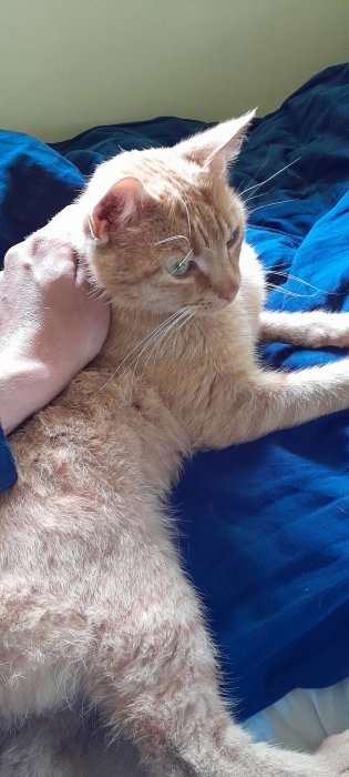 En orange katt som nyligen återvänt hem vilar på en blå filt och ser trött och lite smutsig ut.