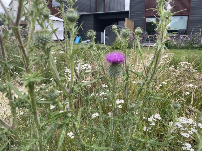 En lila blommande tistel med taggiga blad och stjälkar, i ett fält nära ett hus.