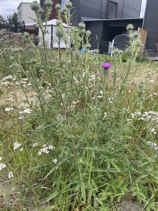 Tistelväxt med lila blomma och gröna blad framför ett hus med en trädgård.