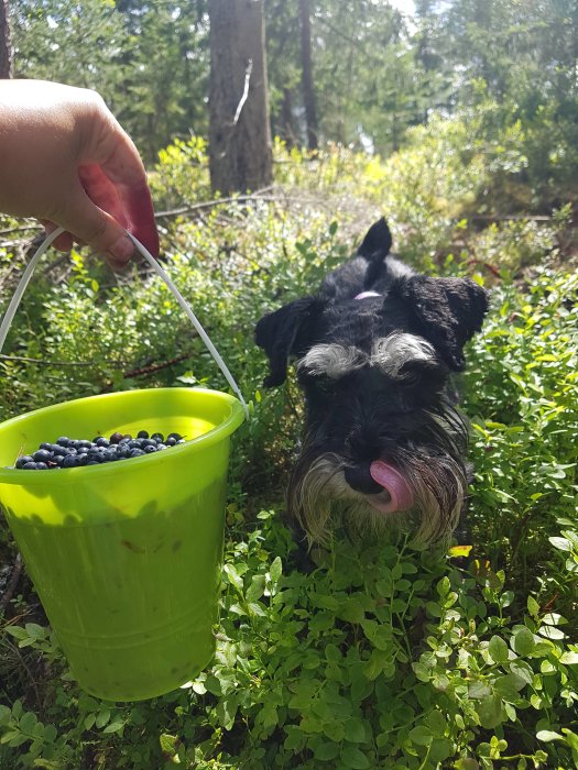 Hund i skogen slickar sig om munnen bredvid grönt hink full av mogna blåbär.