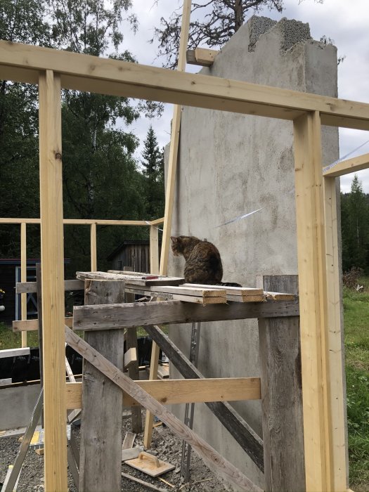 En katt sitter på en träställning framför ett pågående orangeribygge med en uppmurad kortsida och träreglar.