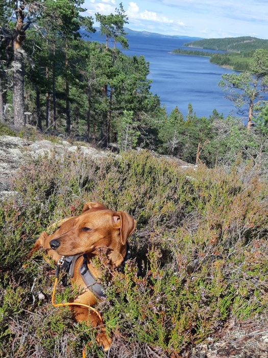 Hund på skogspromenad med utsikt över sjö och tallar på en blåsig dag.