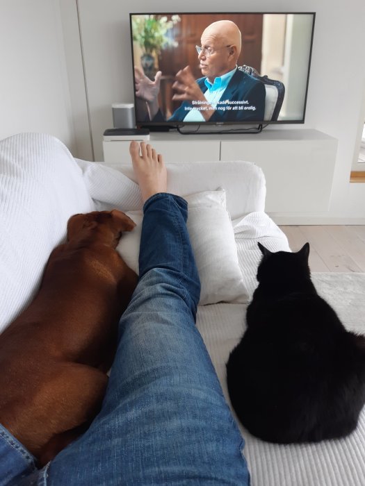 Person som tittar på TV med en hund och katt bredvid på soffan.