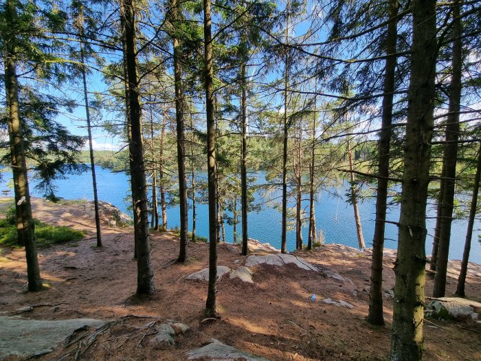 Tallar som ram in en utsikt över en klarblå sjö och klippig strand i skogsmiljö.