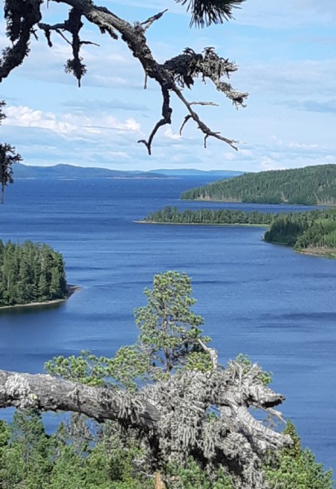 Utsikt över en sjö i skoglandskap med barrträd i förgrunden och blå himmel ovanför.