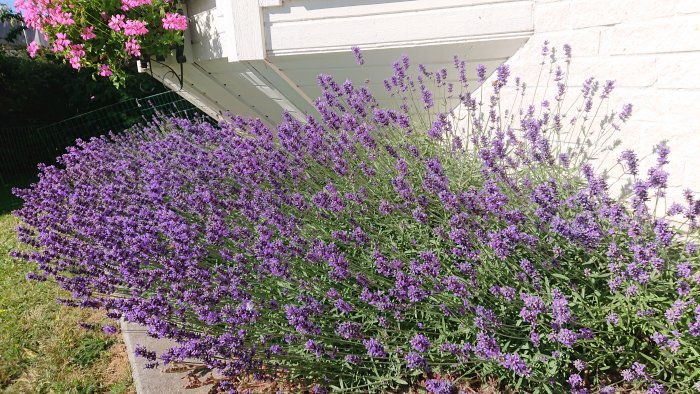 Blommande lila lavendelväxter framför en vit husvägg med rosa blommor i bakgrunden.