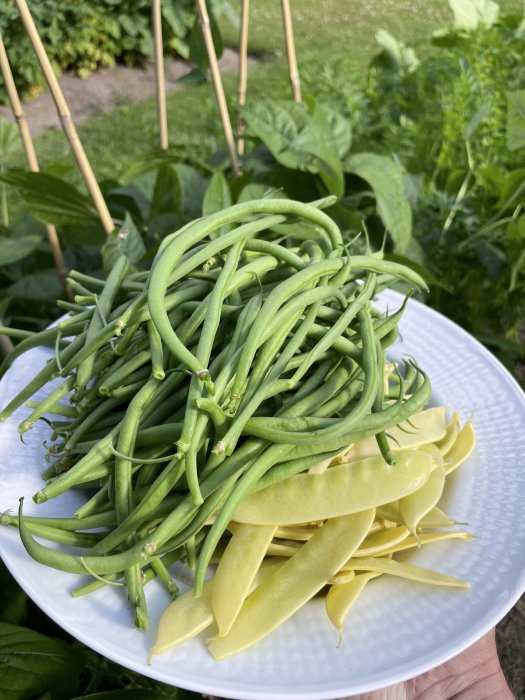 En skörd av sockerärtor "golden sweet" med sin gula färg och gröna brytbönor "fleuret" på ett vitt fat utomhus.