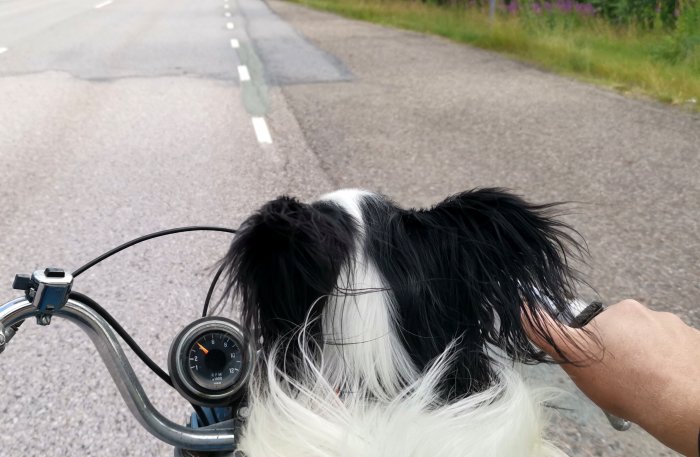 Hund i förarsätet på en motorcykel ser ut över en landsväg.