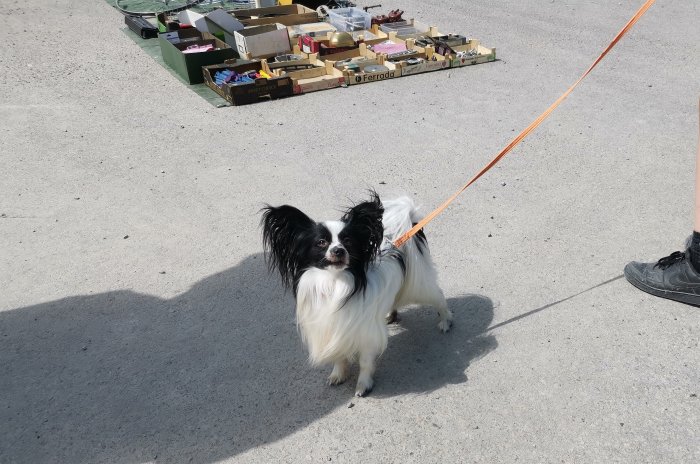 Svartvit papillonhund med koppel på en traktor- och maskinträff, lådor med föremål i bakgrunden