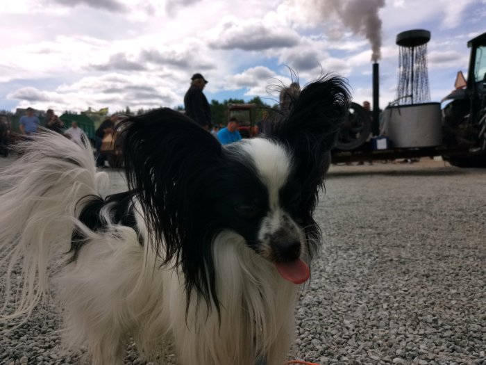 Svartvit hund framför gammaldags traktor som släpper ut ånga på en maskinträff.