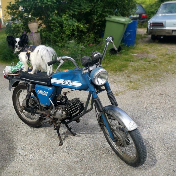 En hund på en blå Puch-moped parkerad utomhus.