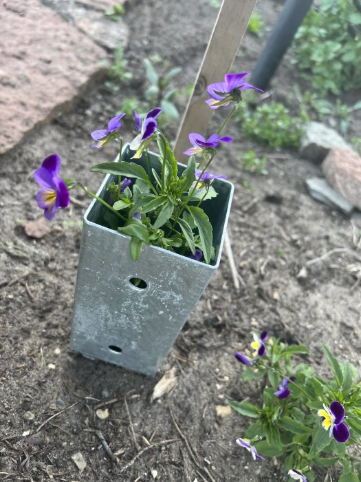 Stående stålkruka med violer i en trädgård, med fler blommor i bakgrunden.