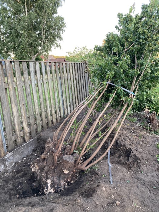 Uppgrävd stor trärot som väger ca 150 kg bredvid ett staket och grönska.