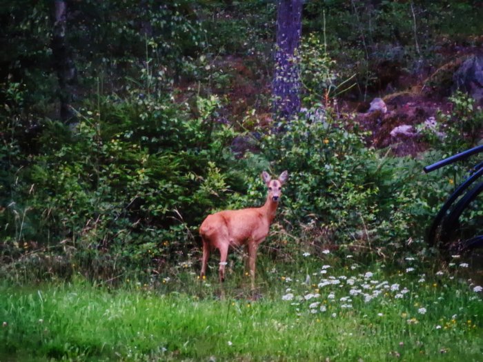 Suddig bild av ett rådjur i en skogsglänta under kvällsljus.