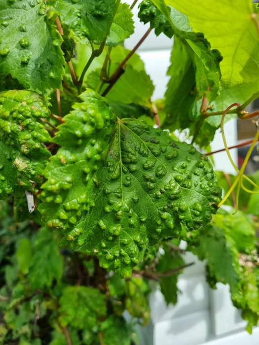 Vinranksblad med bubblor och vita klumpar som indikerar möjlig sjukdom eller skadedjur.