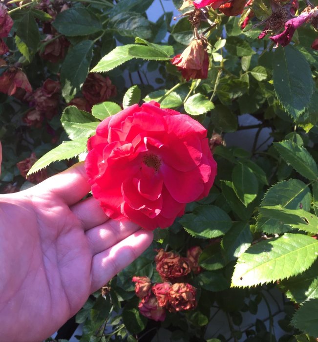 En hand som håller en blommande röd ros framför vissnade rosor i bakgrunden.