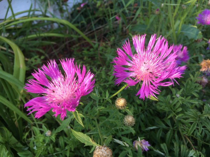 Två lila kärleksörtblommor i förgrunden med grönt bladverk och otydliga blommor i bakgrunden.