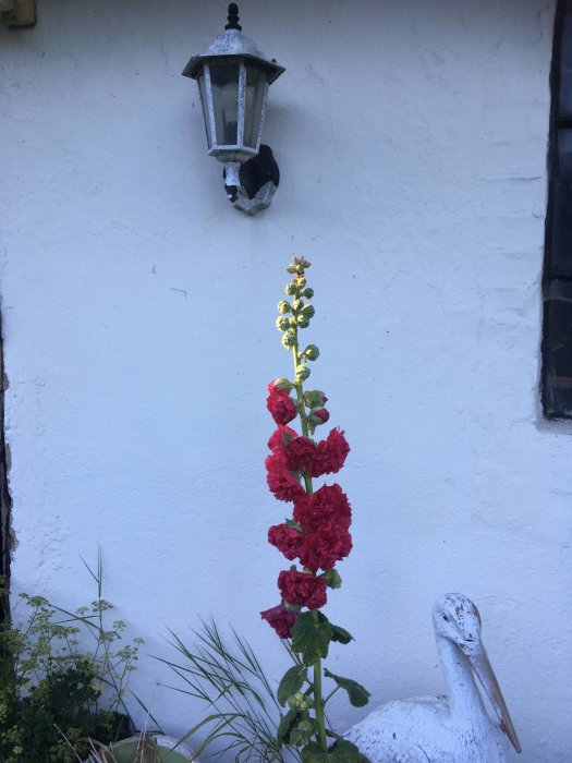 En röd blommande stockros framför en vit vägg med en gammal utomhuslampa och en vit trädgårdsstaty av en pelikan.