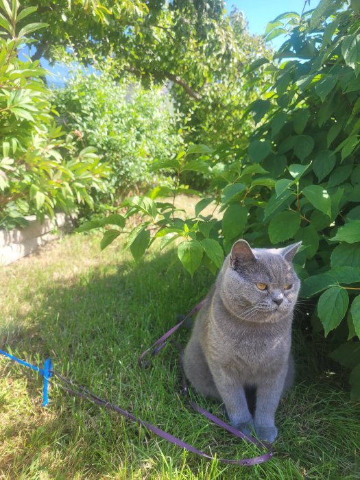 Grå katt sitter på gräsmatta med sele, undviker att titta i kameran, omgiven av gröna växter.