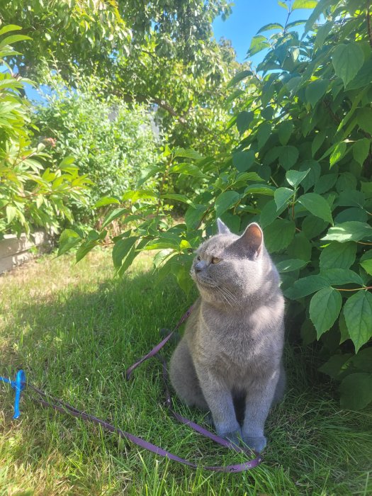 Grå katt sitter på gräsmatta och ser bort från kameran omgiven av gröna buskar och med ett koppel fastsatt.