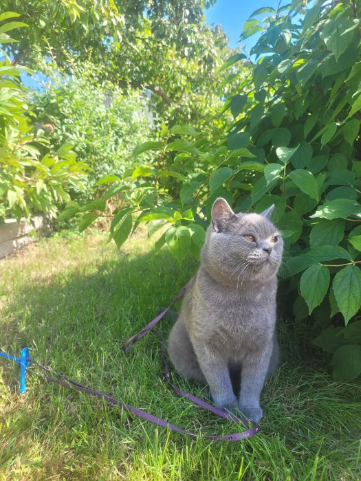 Grå katt som undviker att titta in i kameran medan den sitter på gräsmattan med gröna växter i bakgrunden.